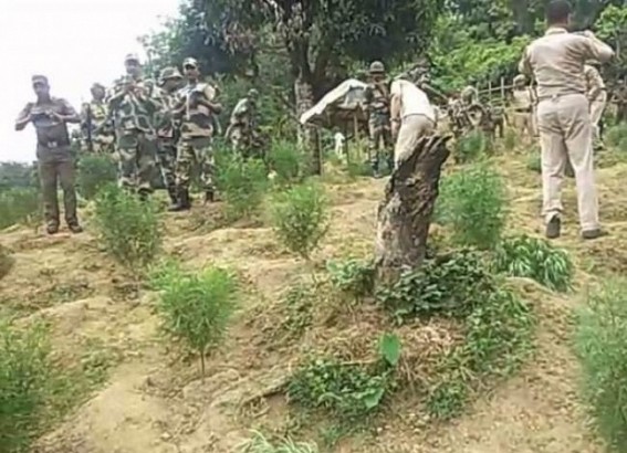 Rajnagar block under Bilonia sub-division has become paradise of Cannabis, Over 4,000 cannabis plants were destroyed by Rajnagar PR Bari PS Rajnagar block under Bilonia sub-division has become paradise of Cannabis, Over 4,000 cannabis plants were destroyed by Rajnagar PR Bari PS